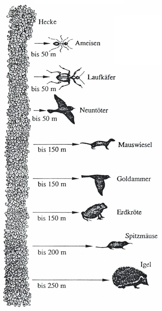 Heckenbewohner