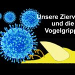 Vogelgrippe