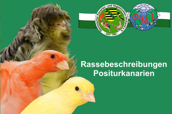 Rassebeschreibungen Positurkanarien