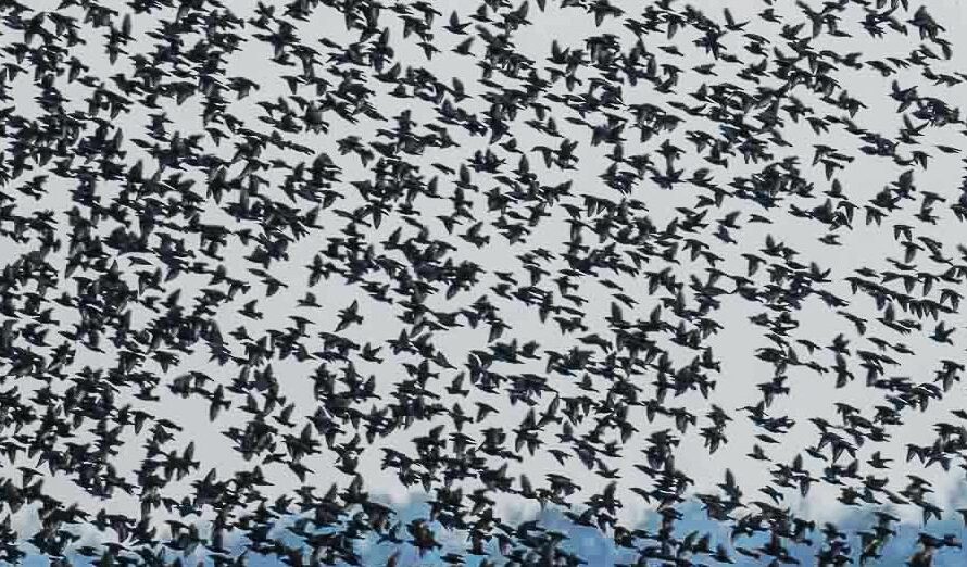 Zuchtverbot für invasive Arten