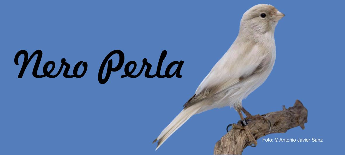 https://www.vogelzuechter-sachsen.de/nero-perla-die-neue-anerkannte-kanarienfarbe/