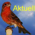 Aktuell1