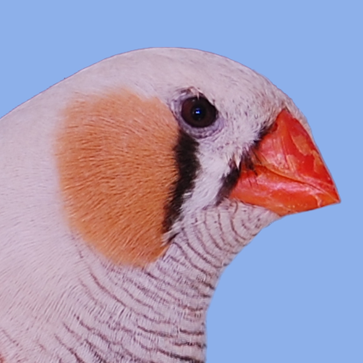 Zebrafink Maske Grau.jpg