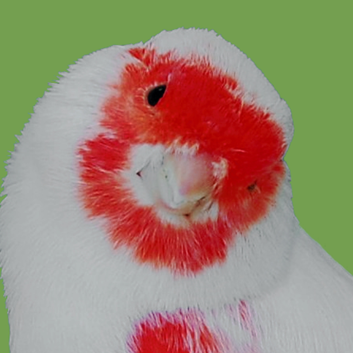 Kanarie Rotmosaik.jpg