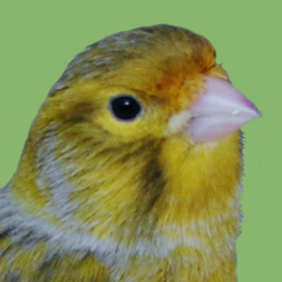 Achat Gelb nichtintensiv.jpg